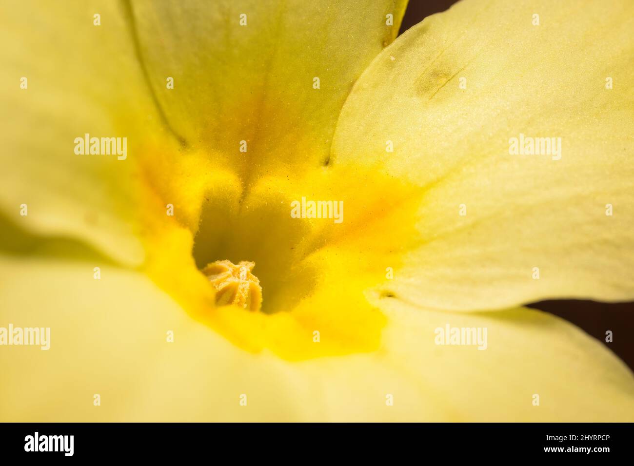 Closeup of a common primrose (Primula vulgaris) in the forest, springtime in Vienna (Austria) Stock Photo