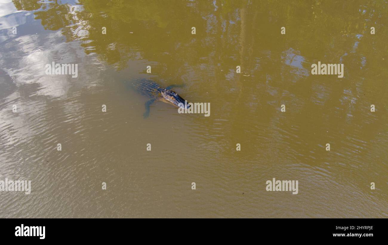 American Alligators in Mobile Bay Stock Photo Alamy