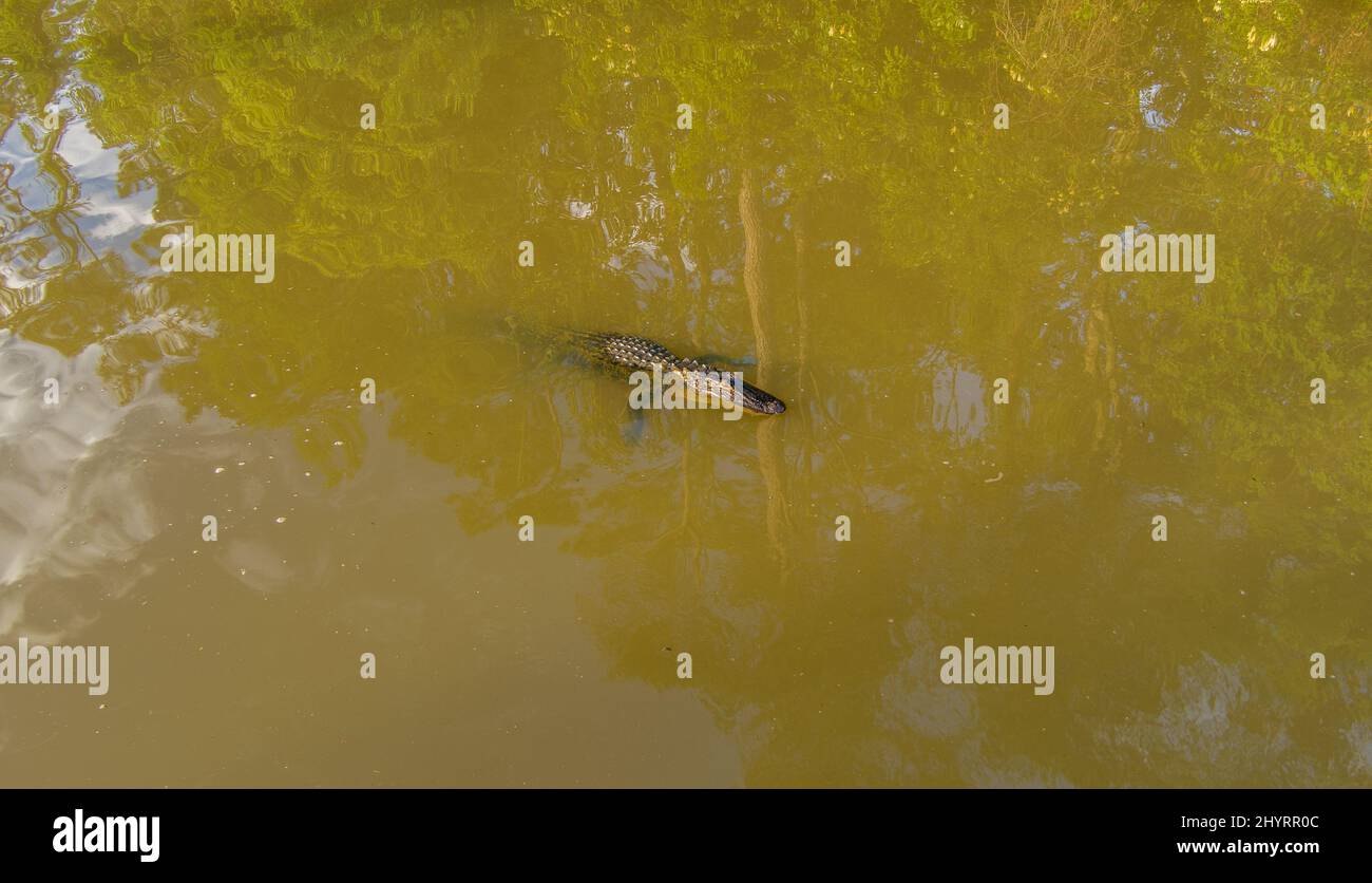 American Alligators in Mobile Bay Stock Photo Alamy