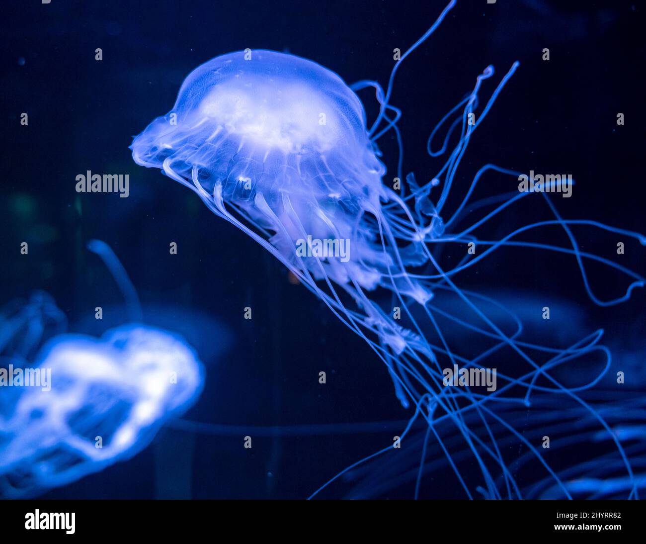 Sanderia malayensis jellyfish family Pelagiidae, native to tropical Indo-Pacific close up Stock Photo