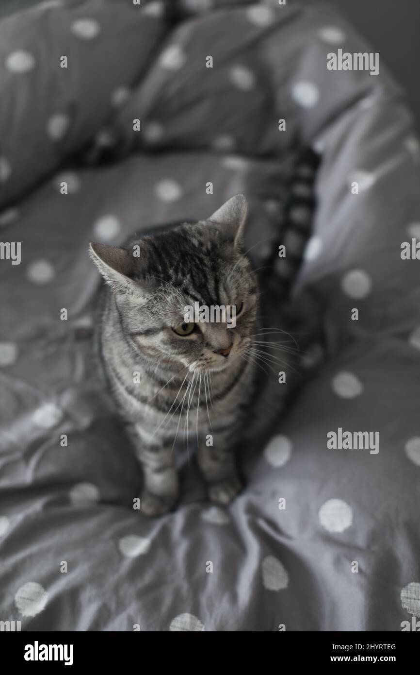 striped gray cat on the gray blanket in bed Stock Photo