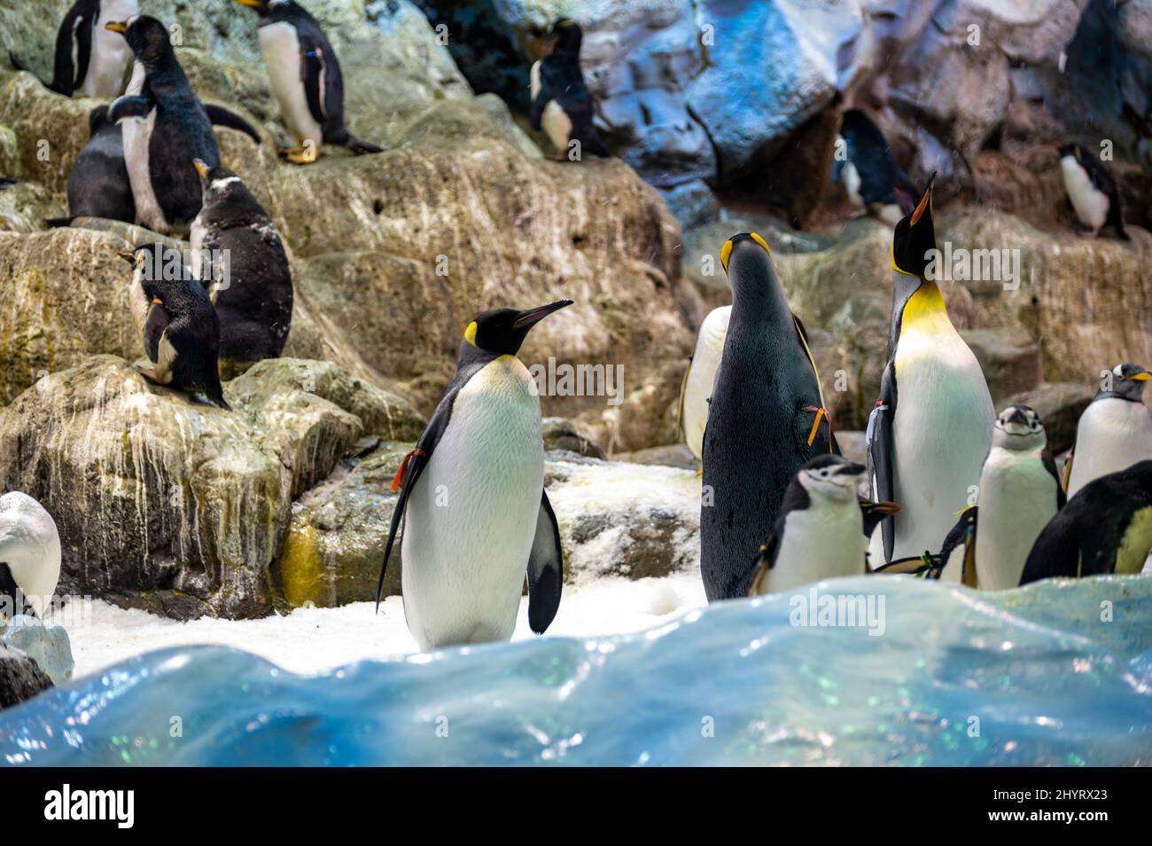 Colony of gentoo and emperor penguins sea birds in zoo Stock Photo - Alamy