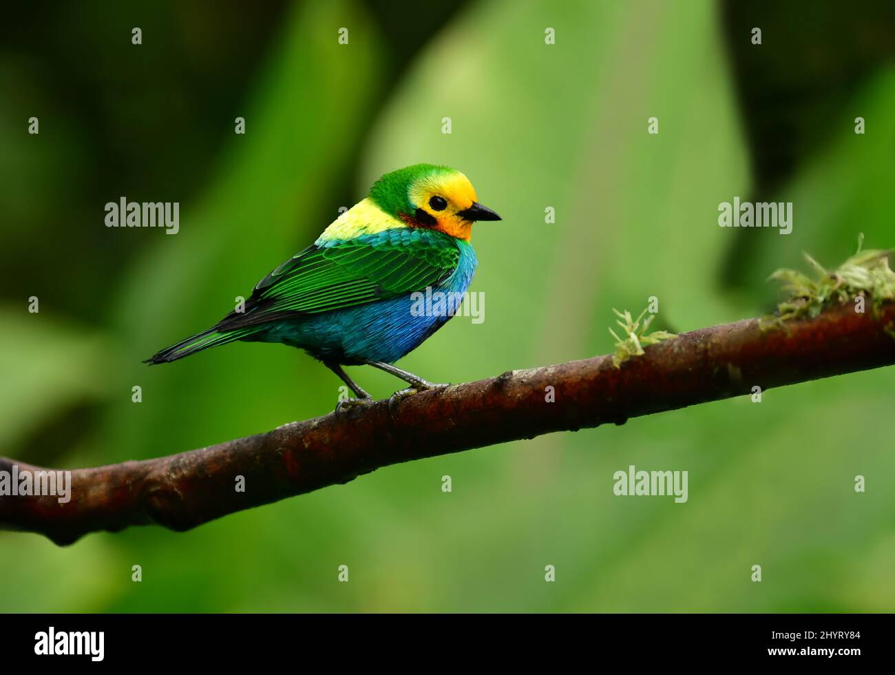 Multicoloured Tanager (Chlorochrysa nitidissima), endemic bird of Colombia perched on a branch. Valle der Cauca, Colombia Stock Photo
