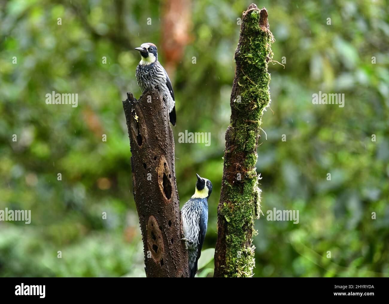 Two Acorn Woodpecker (Melanerpes formicivorus) perched on a tree trunk. Valle del Cauca, Colombia Stock Photo