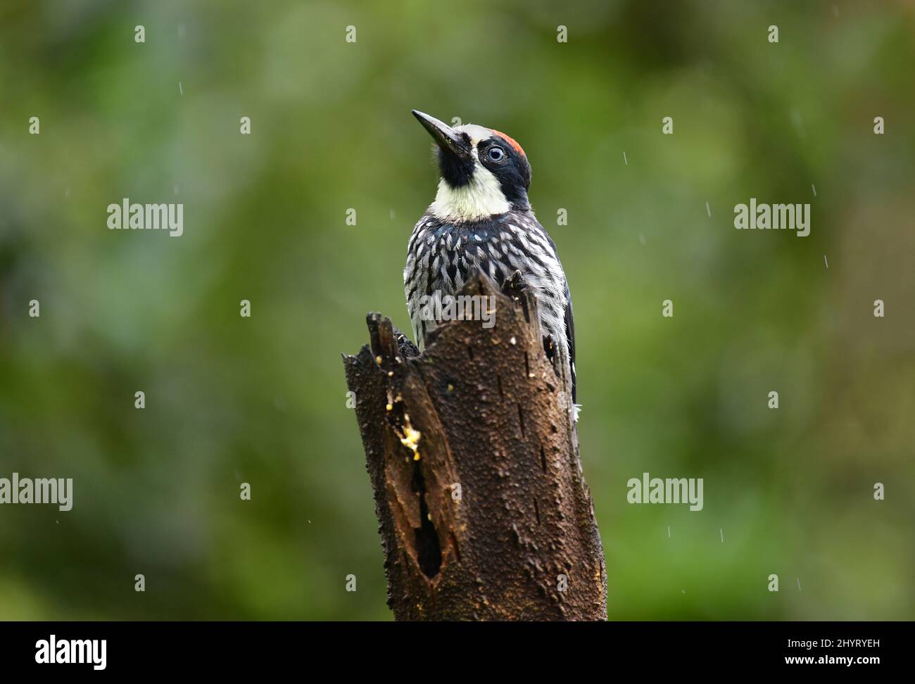 Acorn Woodpecker (Melanerpes formicivorus) perched on a tree trunk. Valle del Cauca, Colombia Stock Photo