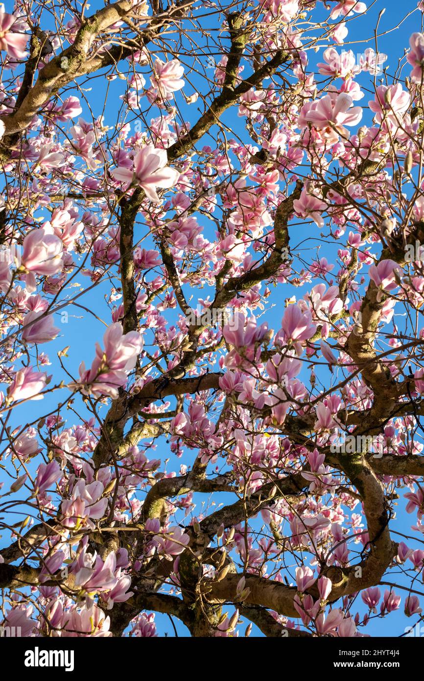 Magnolia flowers with blue sky background Stock Photo - Alamy