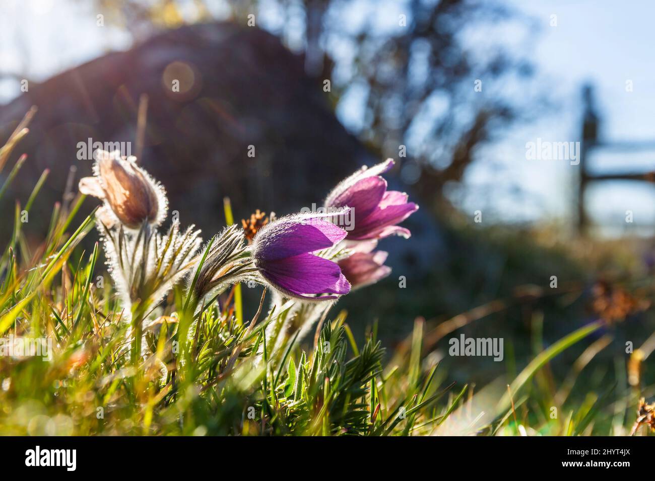 Pasque flowers in backlight on a meadow Stock Photo