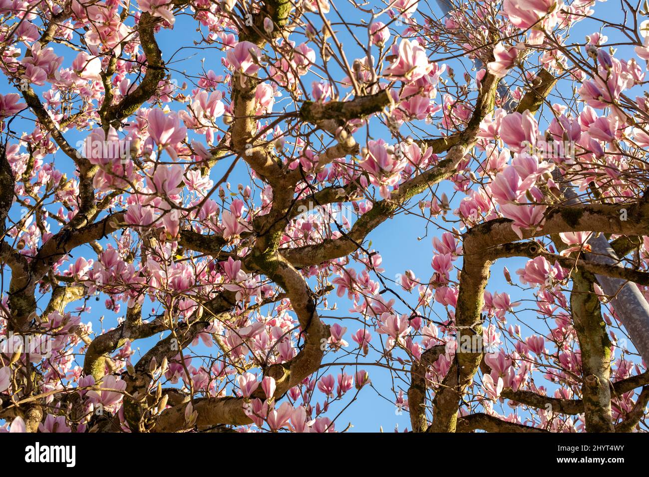 Magnolia flowers with blue sky background Stock Photo - Alamy