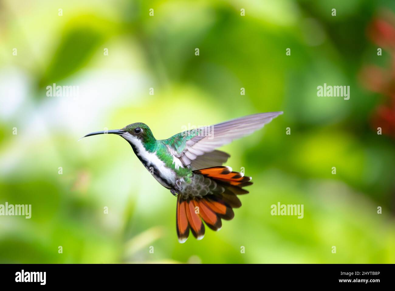 Female Black-throated Mango hummingbird, Anthracothorax nigricollis, in a unique pose hovering with her orange tail flared and wings spread. Stock Photo
