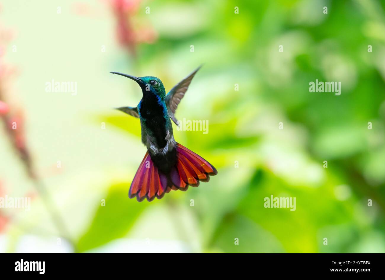 Male Black-throated Mango hummingbird, Anthracothorax nigricollis, hovering in an unusual pose with his pink tail flared. Stock Photo