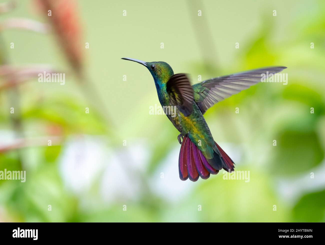 Male Black-throated Mango hummingbird, Anthracothorax nigricollis, flying away from camera in a garden. Stock Photo