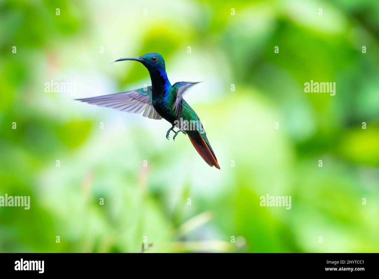 Colorful male Black-throated Mango hummingbird, Anthracothorax nigricollis, in a beautiful pose in flight with wings spread. Stock Photo