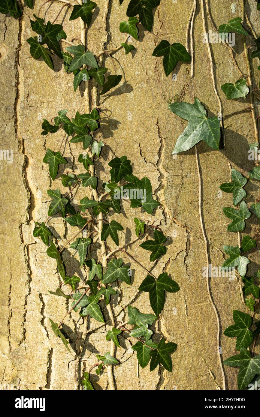 Ivy creepers grow up the trunk of a woodland tree. The fine rootlets gain access to crevasses in the bark and give tenacious support to the epiphyte. Stock Photo