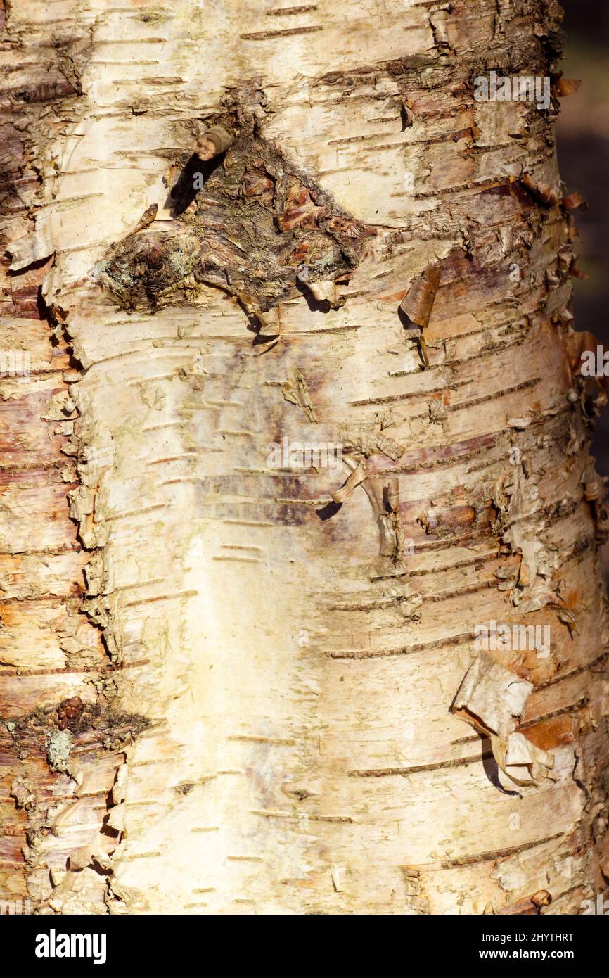 The distinctive pale bark of a Silver Birch tree. As these fast growing