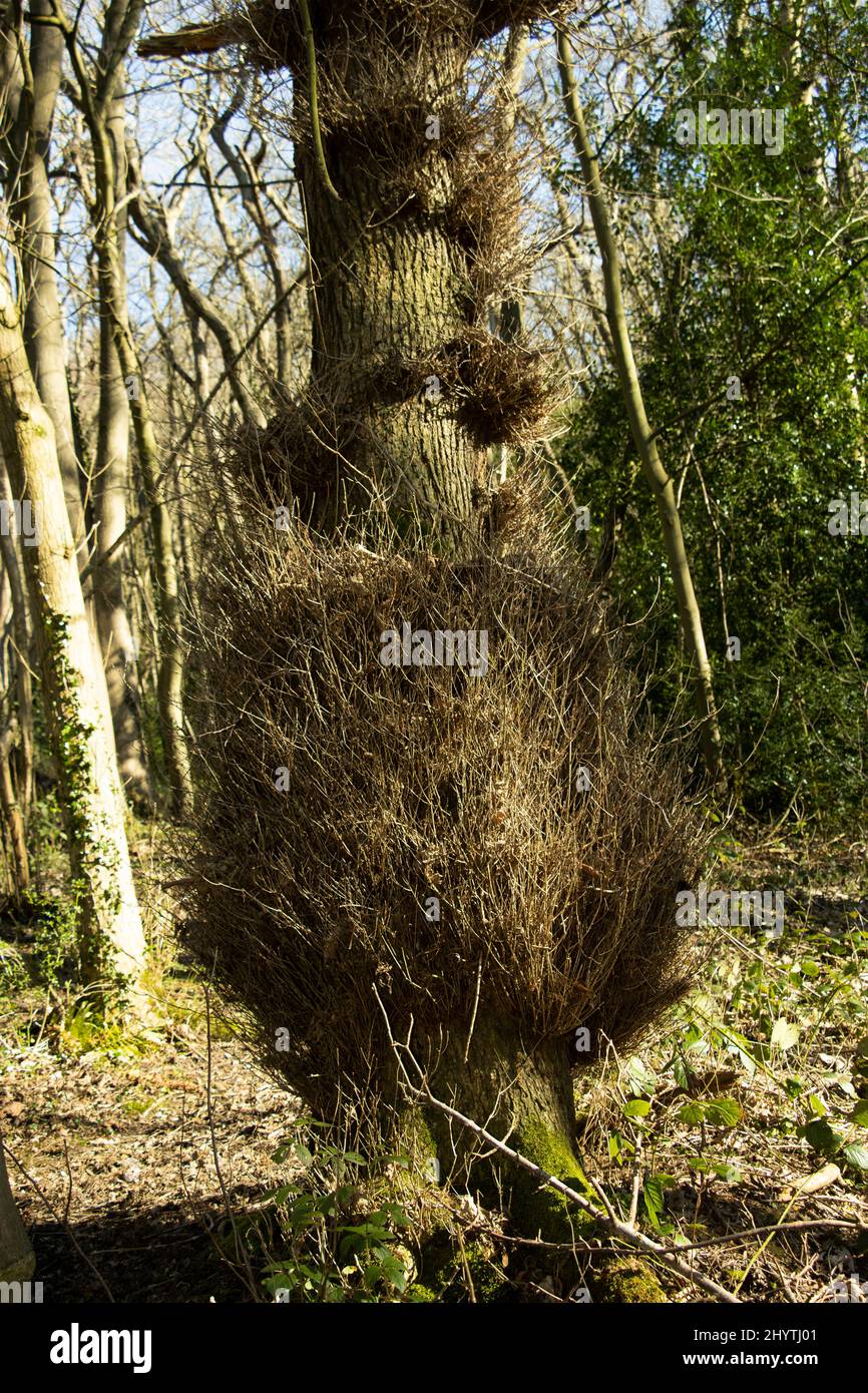 Taphrina is a genus of parasitic Ascomycota gall-inducing fungus. This is common on Alder and Birch trees and produces dense twig like formations. Stock Photo