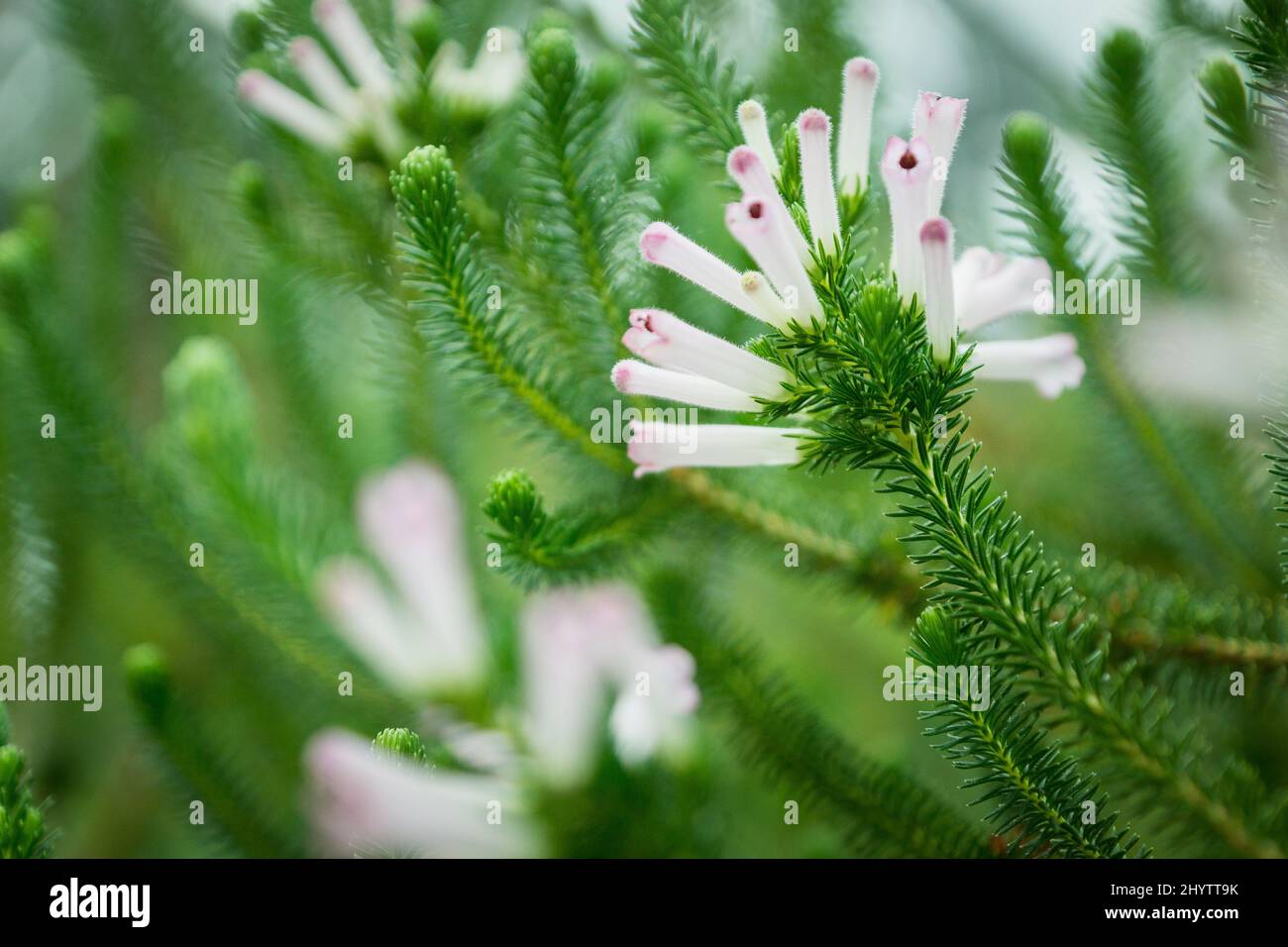 Closeup shot of a Pichi flowers on its bush with a blurry green background Stock Photo