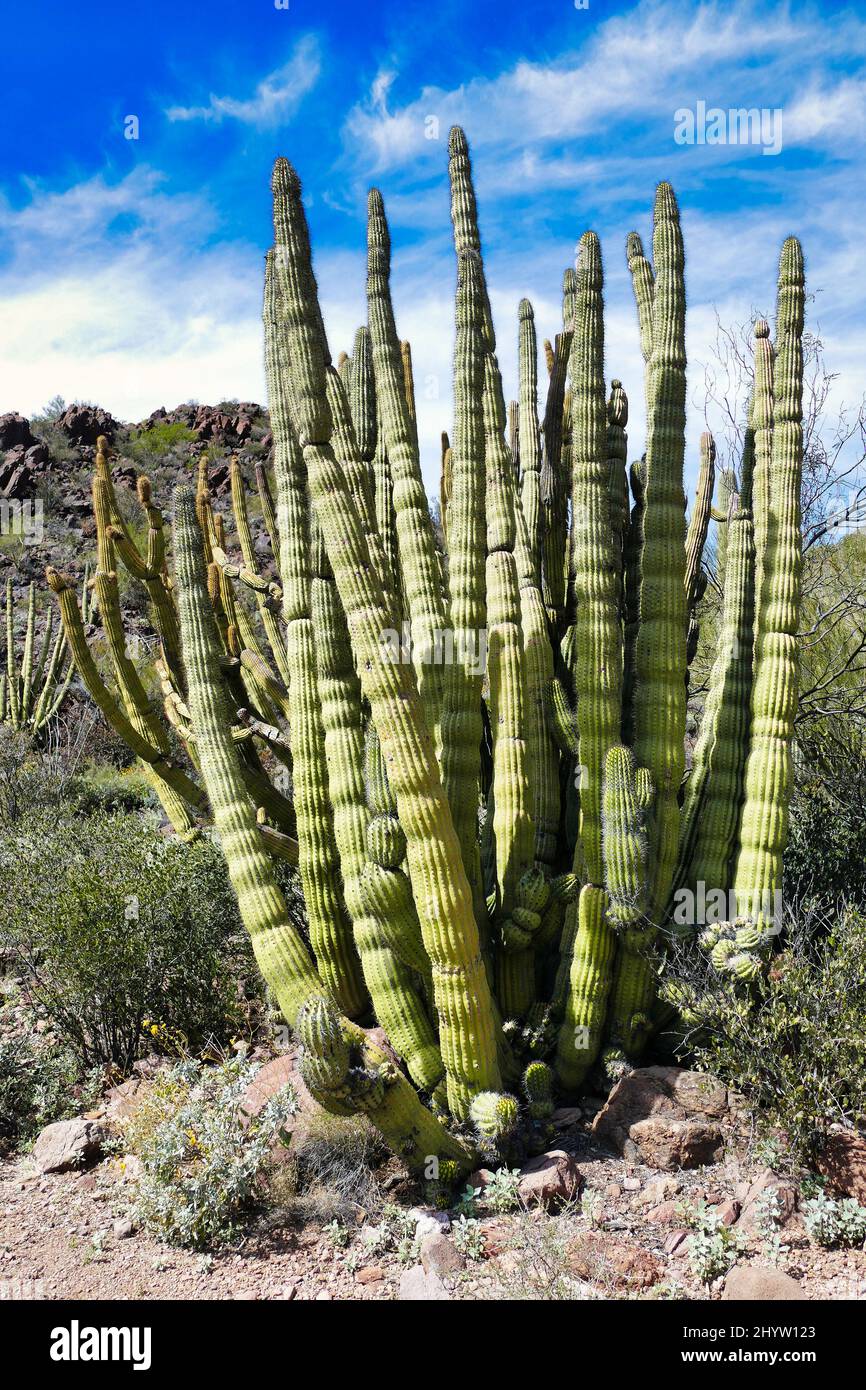 Organpipe cactus (Lemaireocereus thurberi) in Organ Pipe Cactus National Monument, southern Arizona, USA Stock Photo