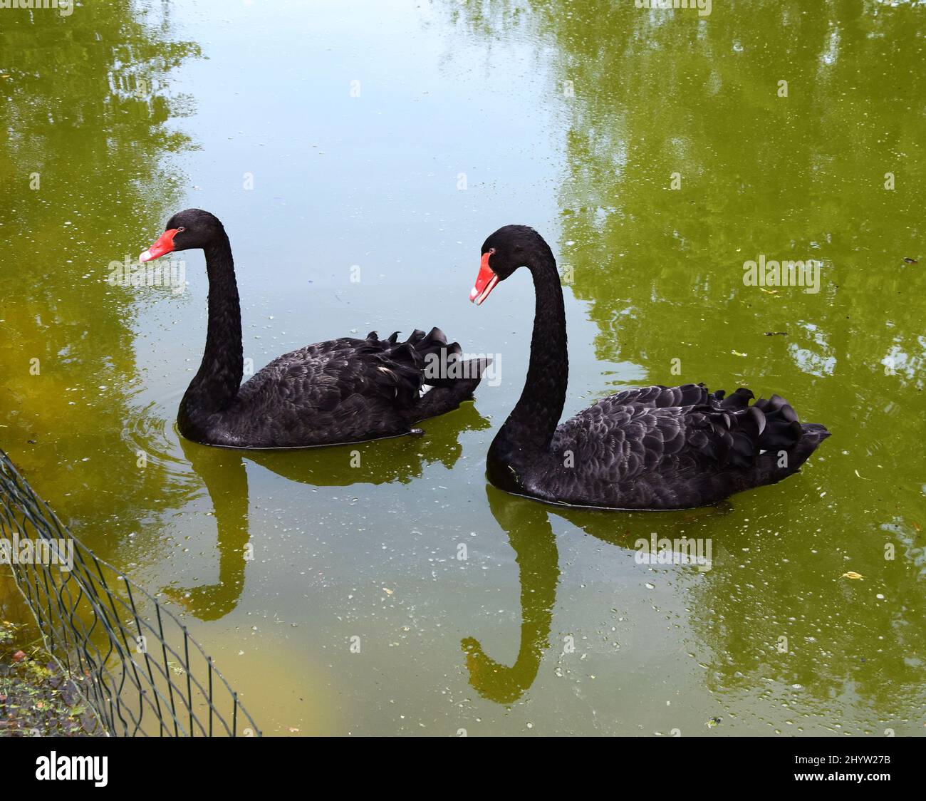 Beautiful wild black swans swimming in the polluted pond Stock Photo ...
