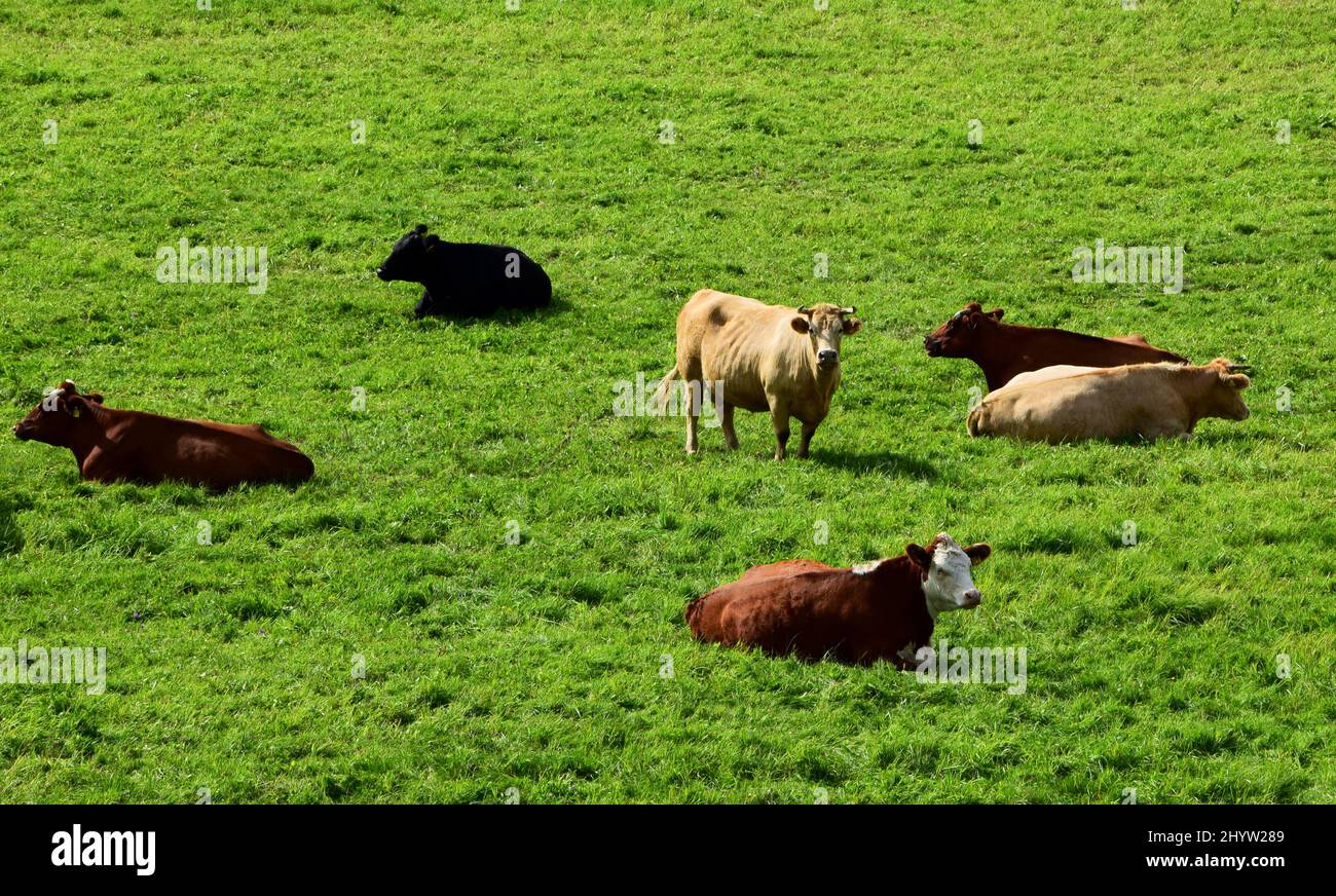 Herd of cows resting on the green pasture during daytime Stock Photo ...