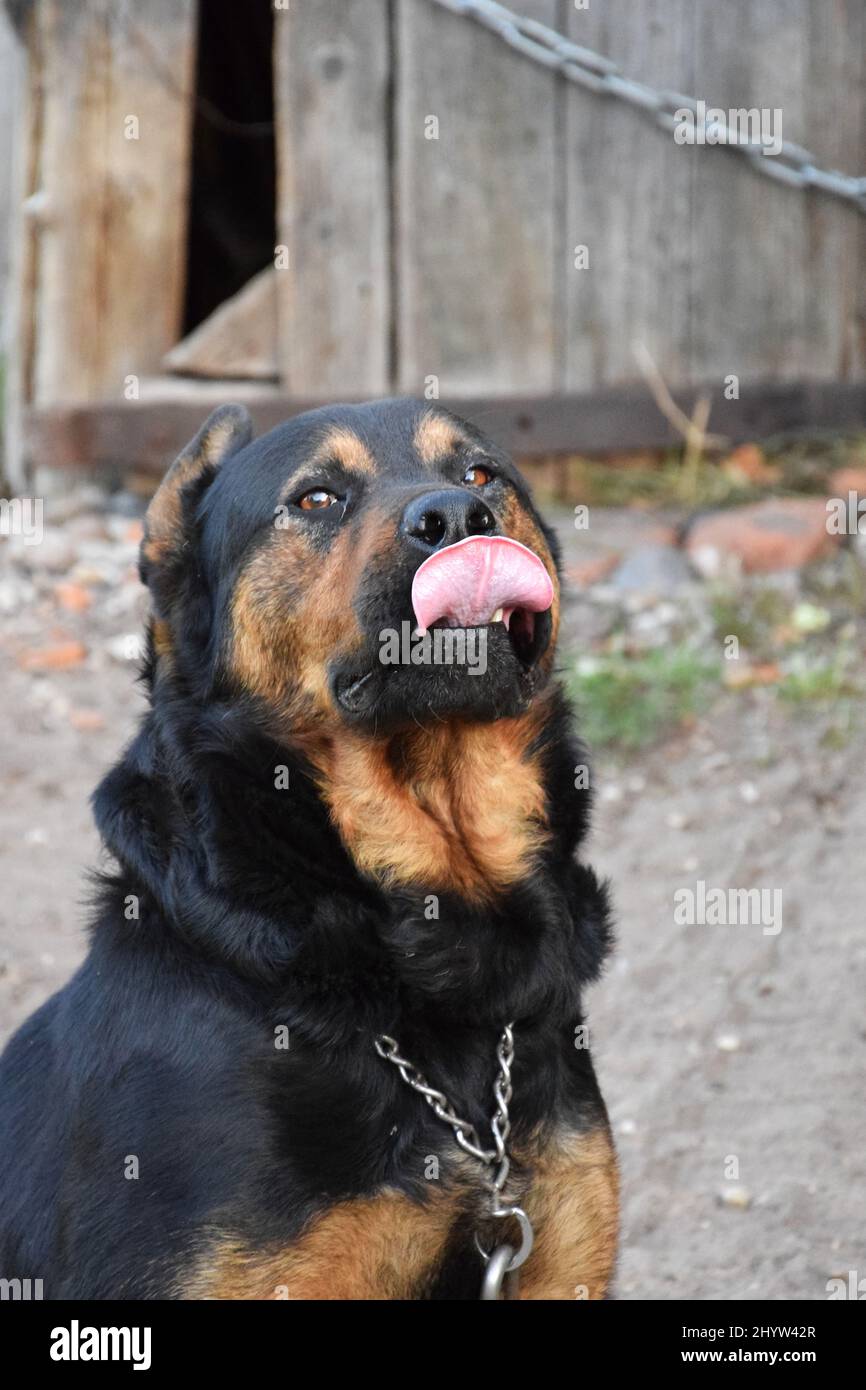 Vertical portrait of a black and brown Rottweiler with its tongue out ...