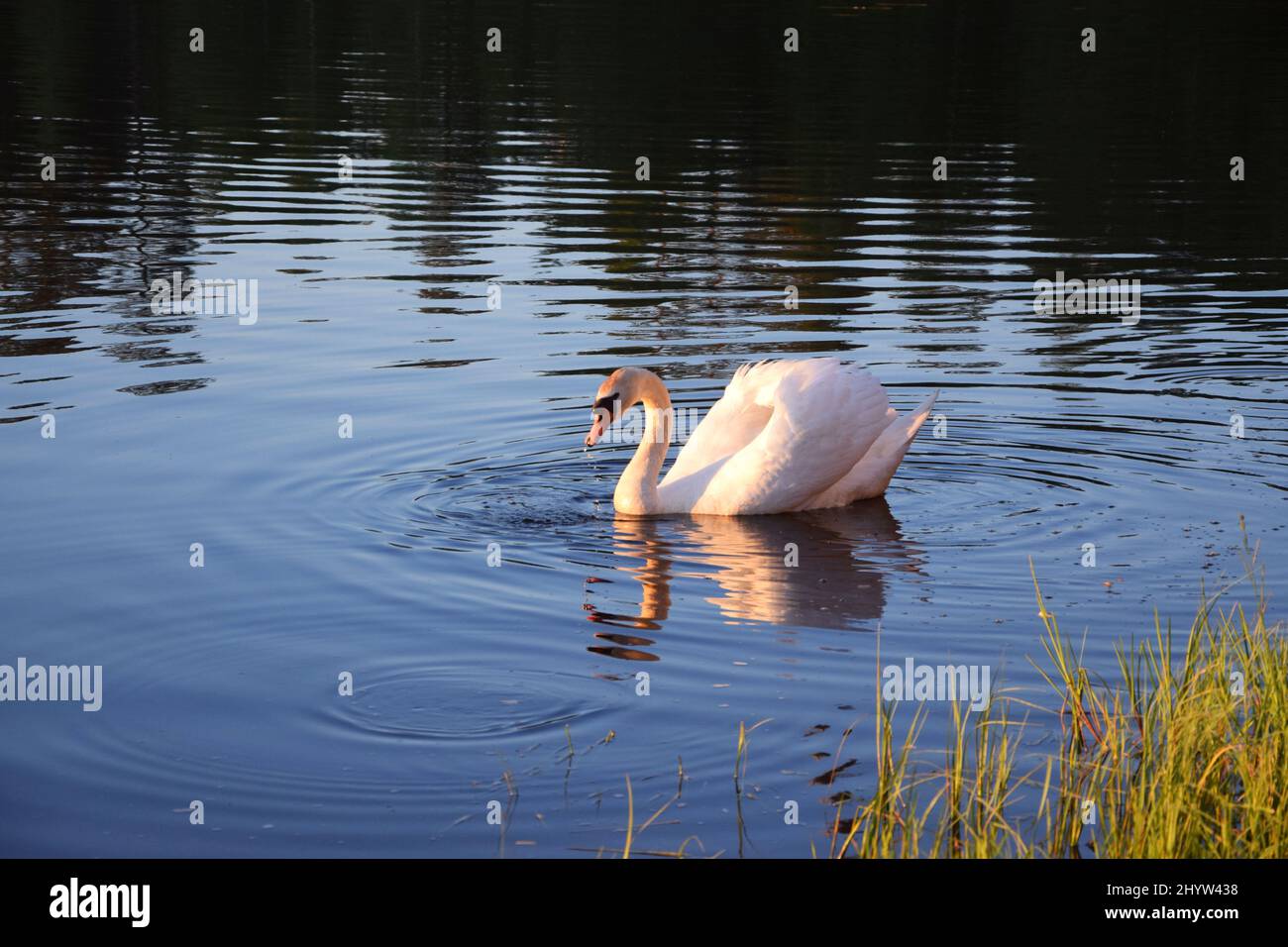 Beautiful white swan swimming in the pond Stock Photo - Alamy