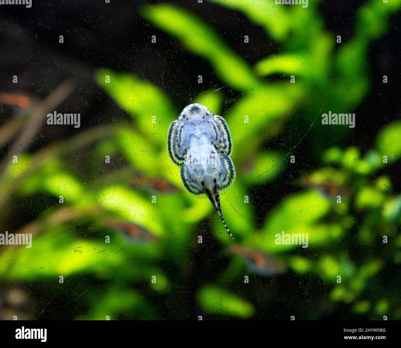 Macro shot of a gastromyzon fish stuck on an aquarium glass Stock Photo