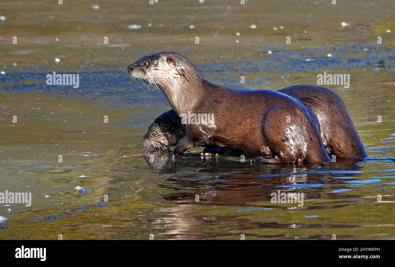 A pair of river otters, Lutra canadensis, snacking on small fish on an