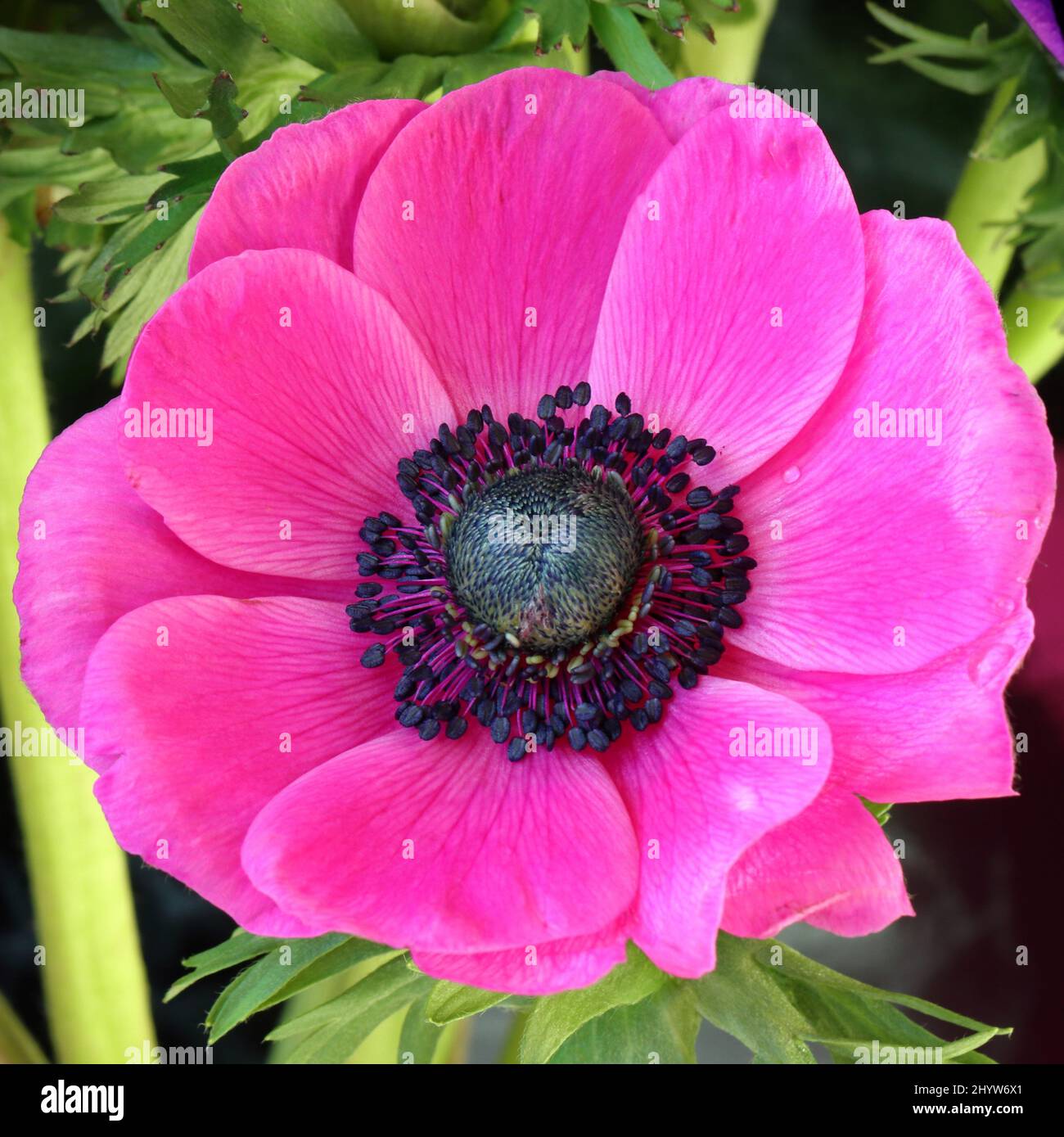 close-up of a beautiful pink anemone flower Stock Photo