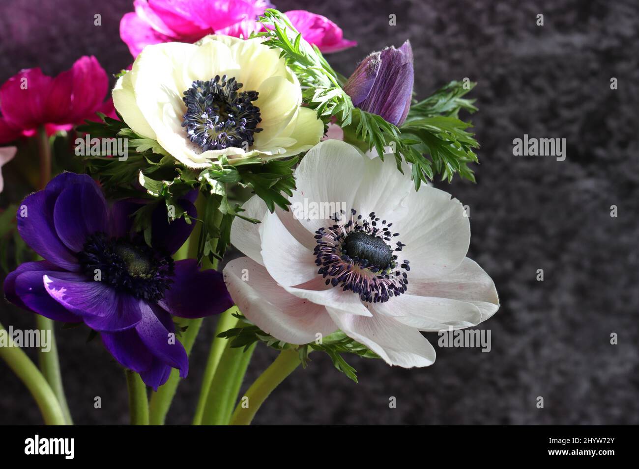 close-up of beautiful anemones in a bouquet, dark background, view from the side, copy space Stock Photo