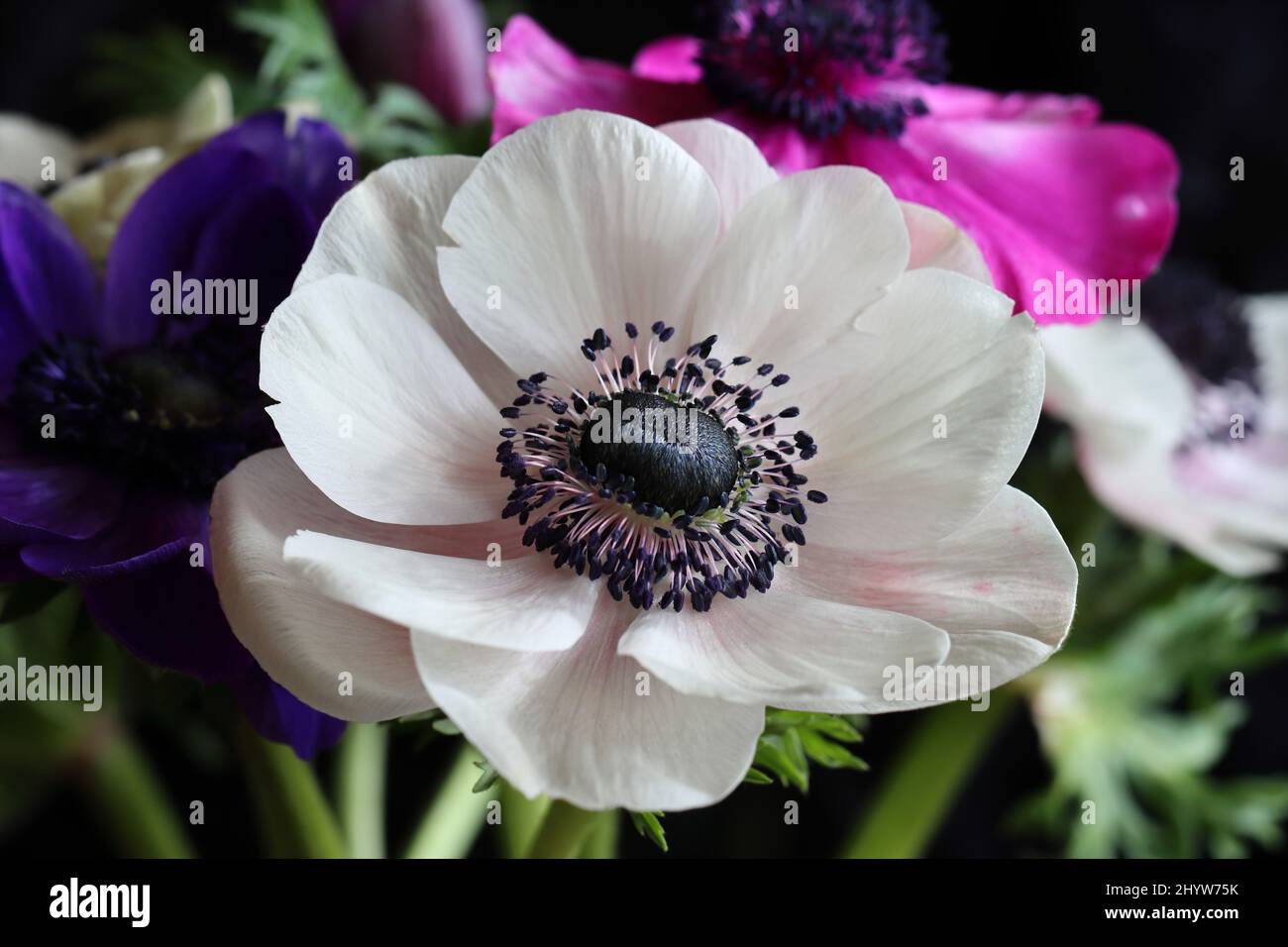 close-up of a beautiful white anemone flower Stock Photo