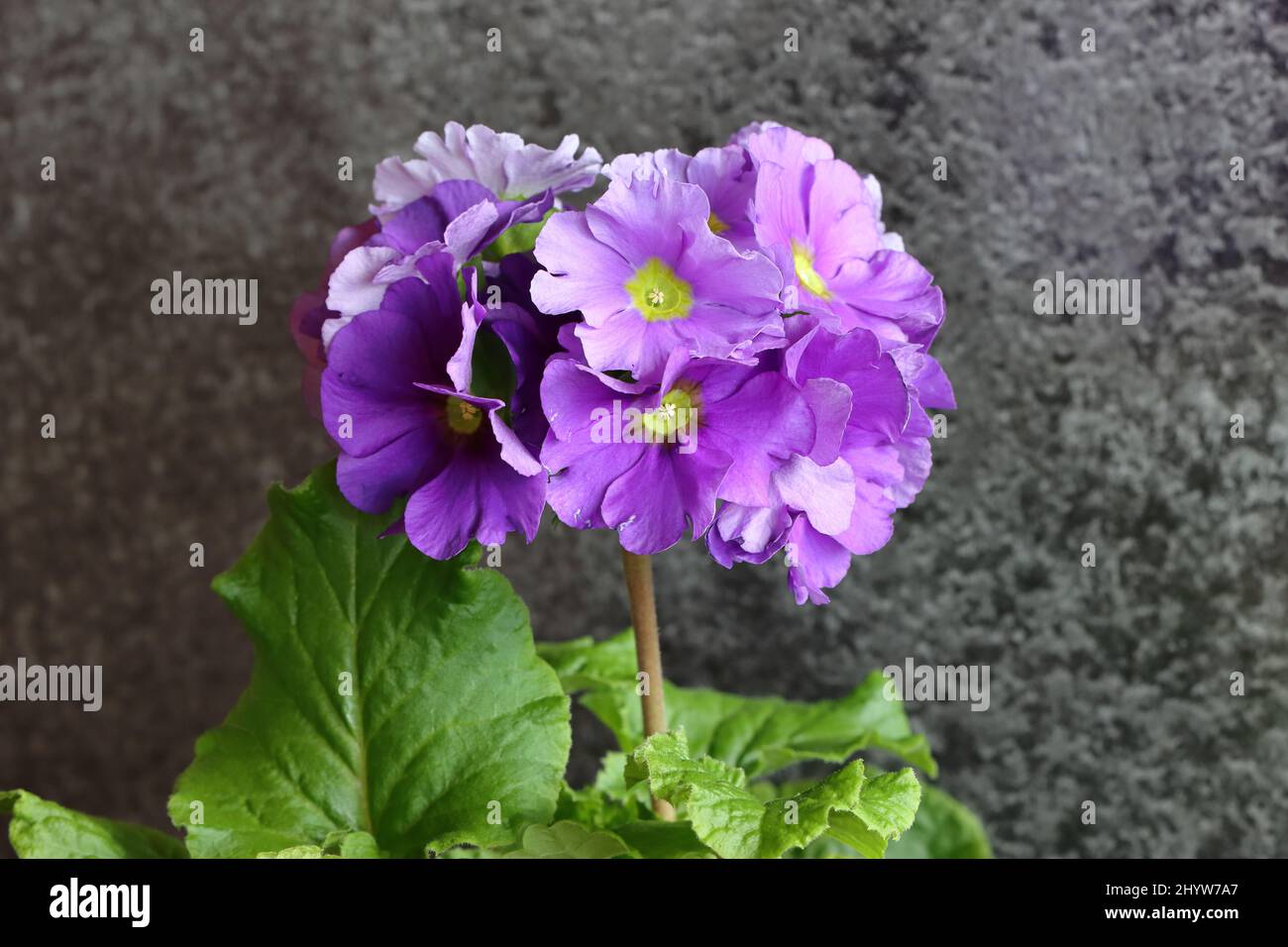 close-up of a purple primula obconica in a flower pot, grey blurred background Stock Photo