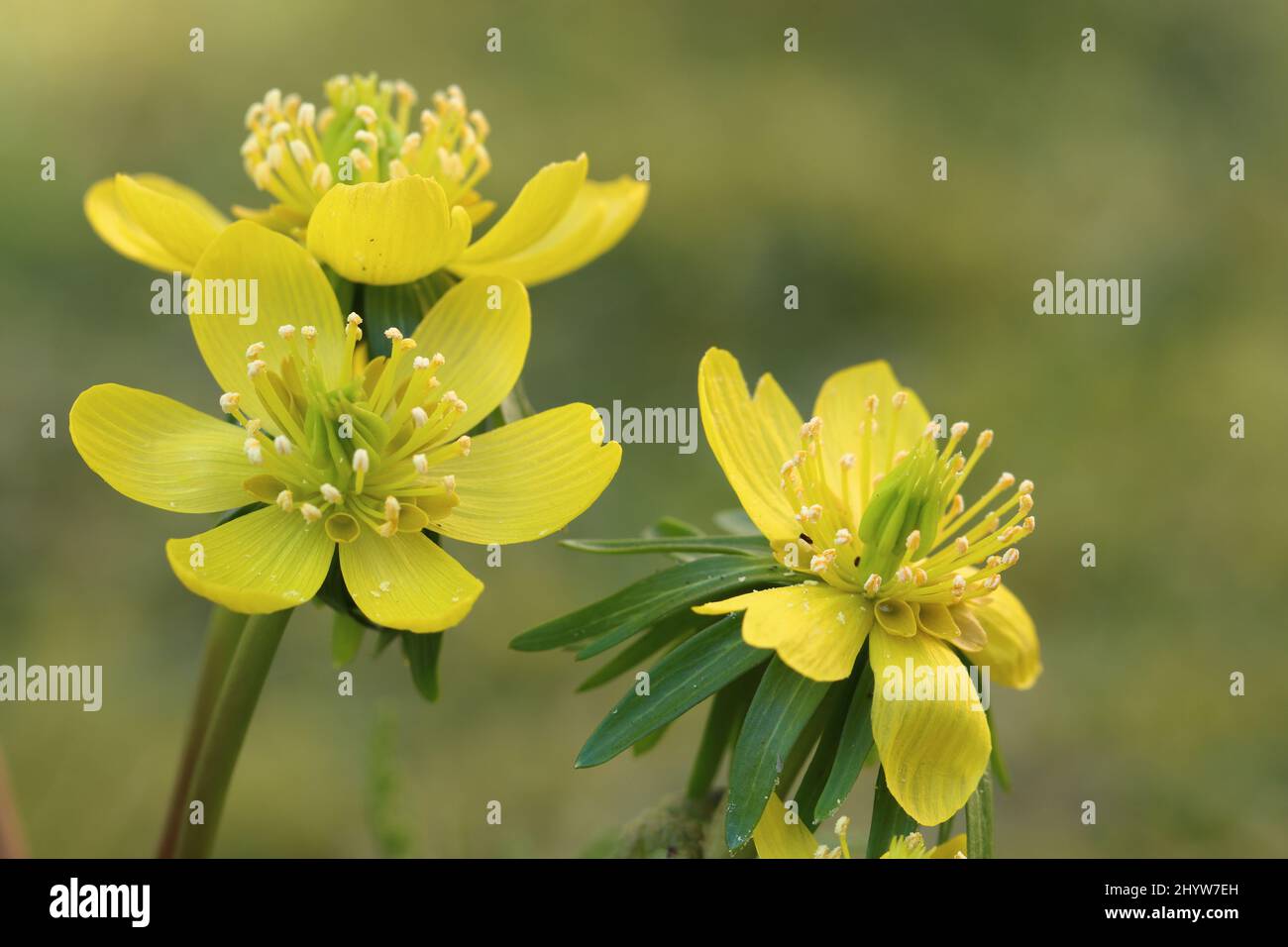 close-up of three yellow eranthis hyemalis flowers against a blurred natural background Stock Photo