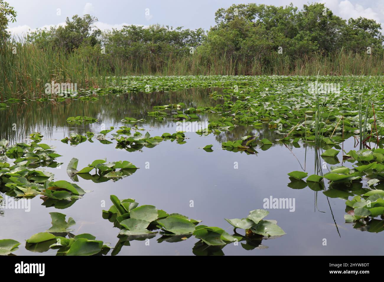 Natural view of lily pads in wetlands of the Everglades in Florida, USA