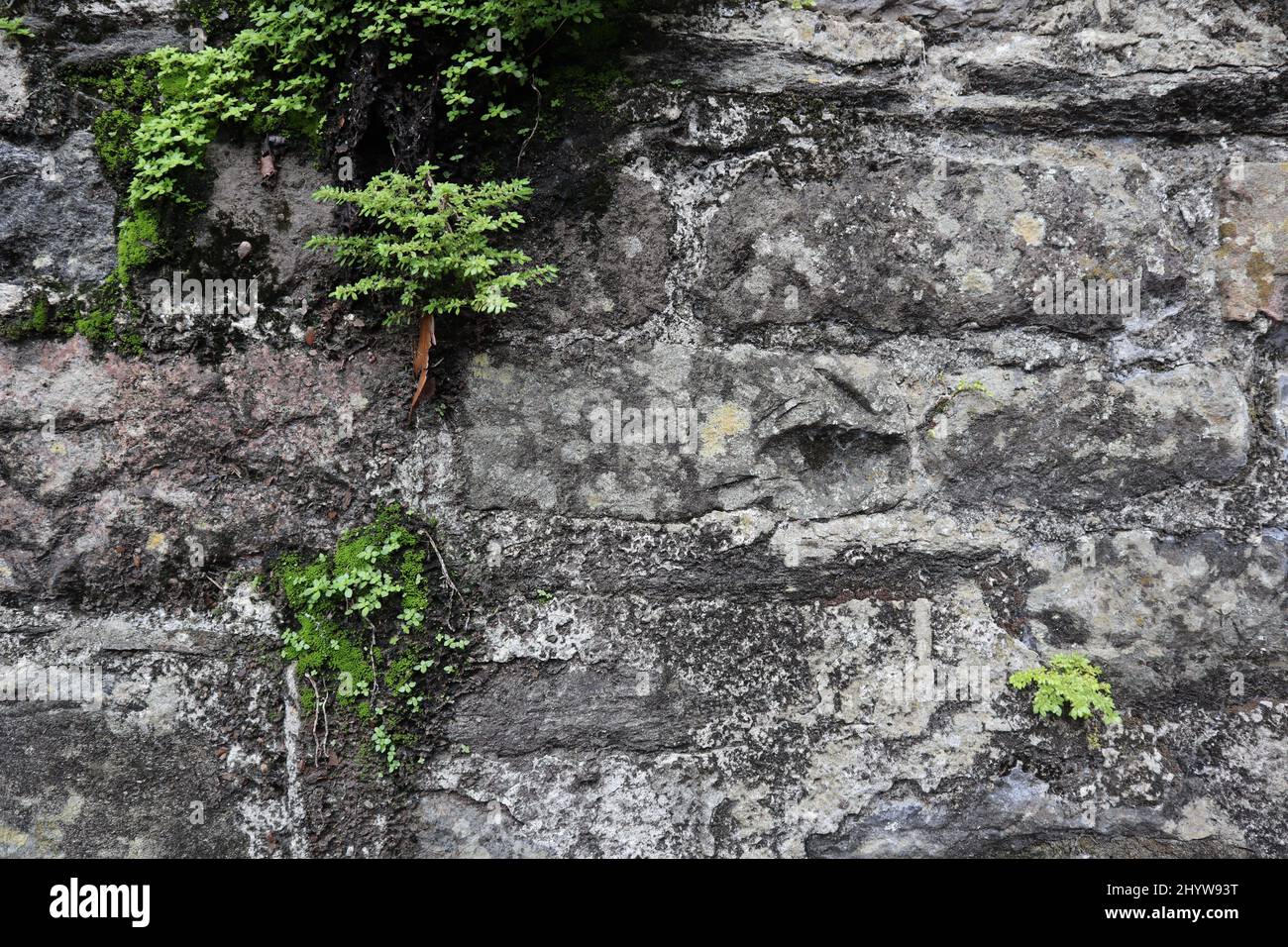 Old brick wall plants growing hi-res stock photography and images - Alamy