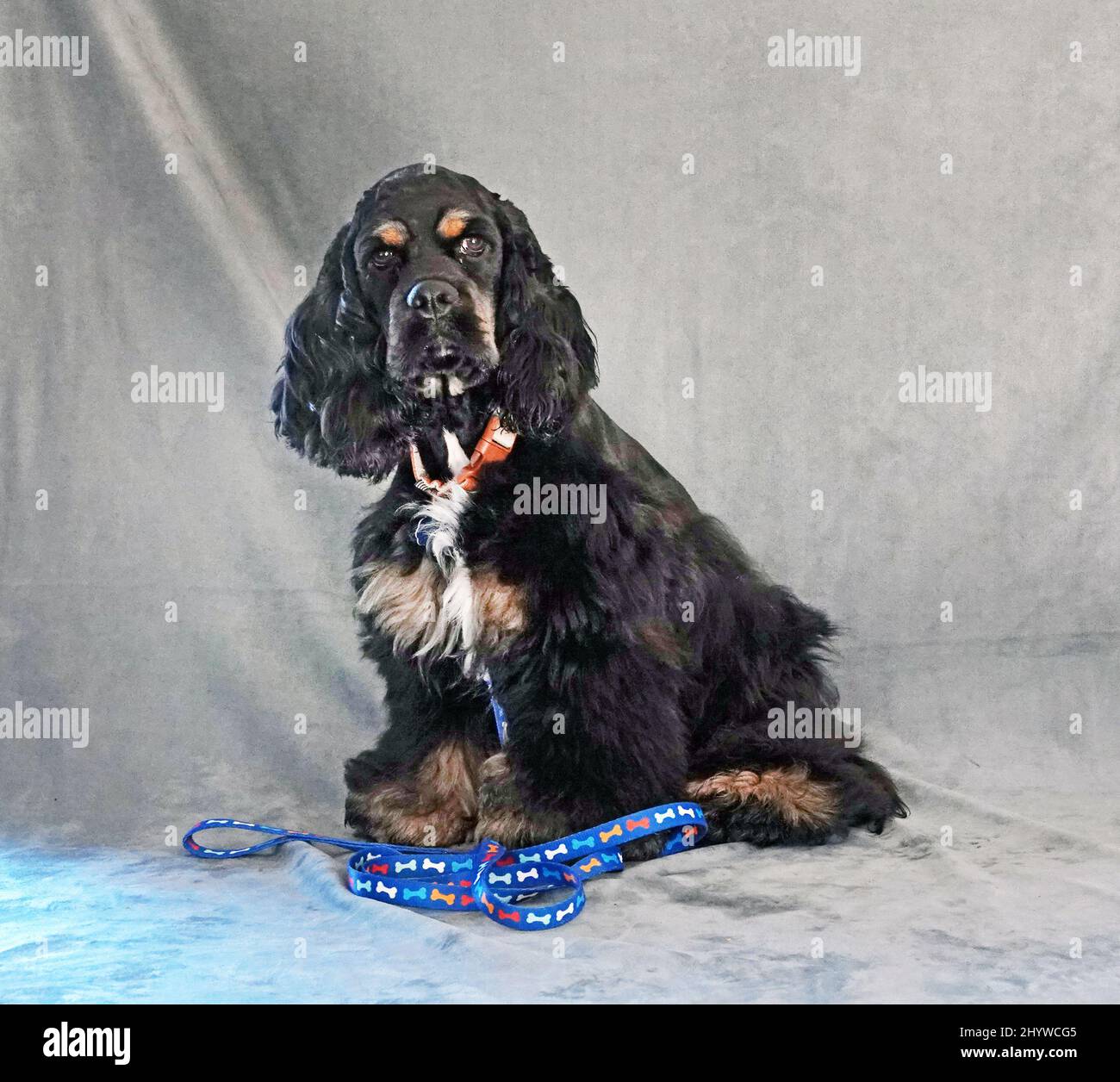 Portrait of an American Cocker Spaniel, black, white, and tan. Stock Photo