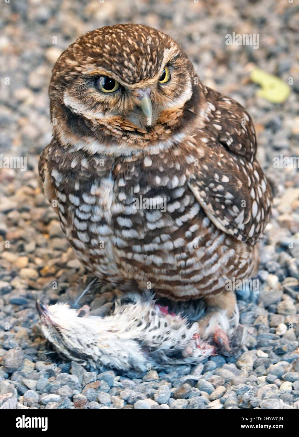 Portrait of a burrowing owl,  Athene cunicularia ,  a small, ground owl inhabiting many of the western states in the United States. Stock Photo