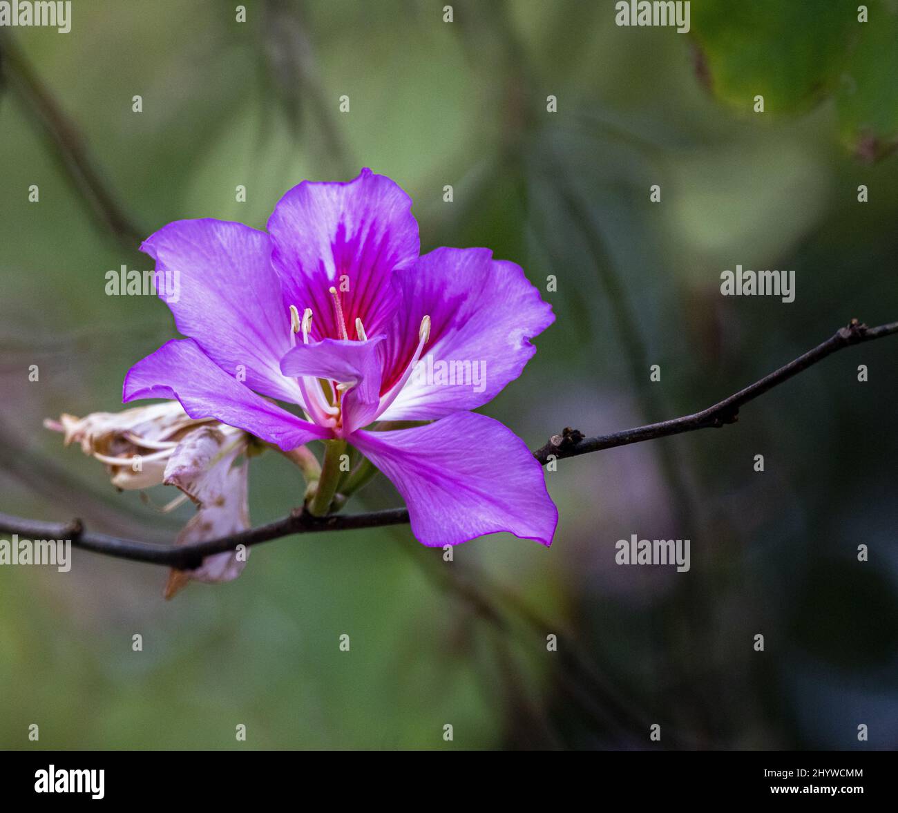 Close-up shot of a beautiful Bauhinia Variegata flowers with a blurred background Stock Photo