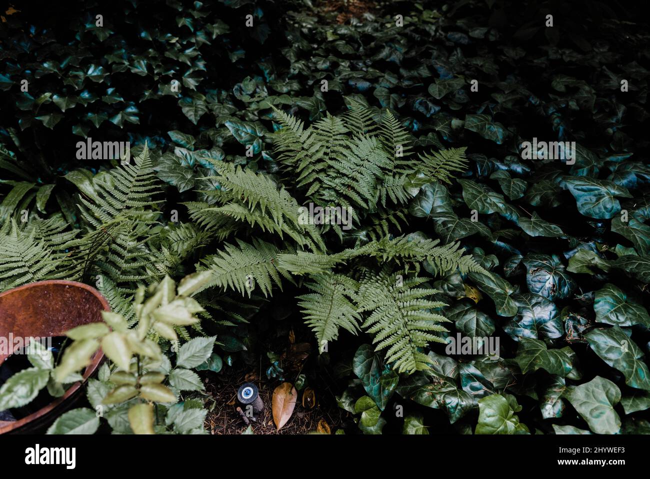Closeup of green leaves in a garden Stock Photo - Alamy