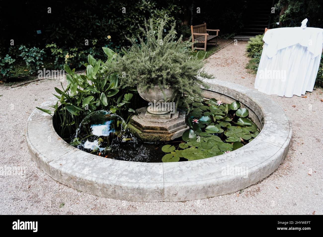 Small white water fountain with Rosemary plant Stock Photo Alamy