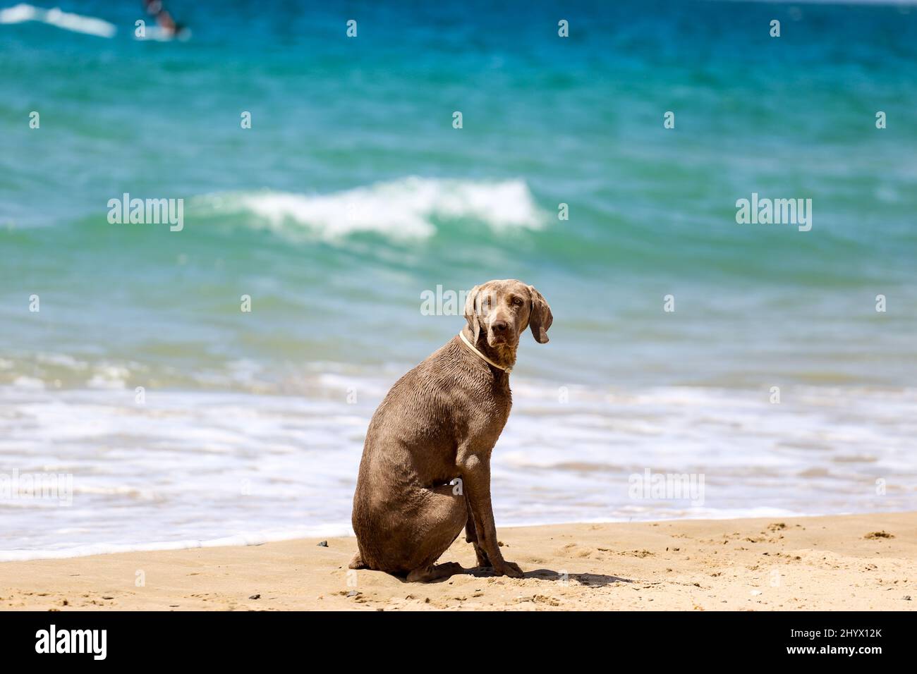 Isolated silhouette of Braque de Weimar dog at the beach Stock Photo