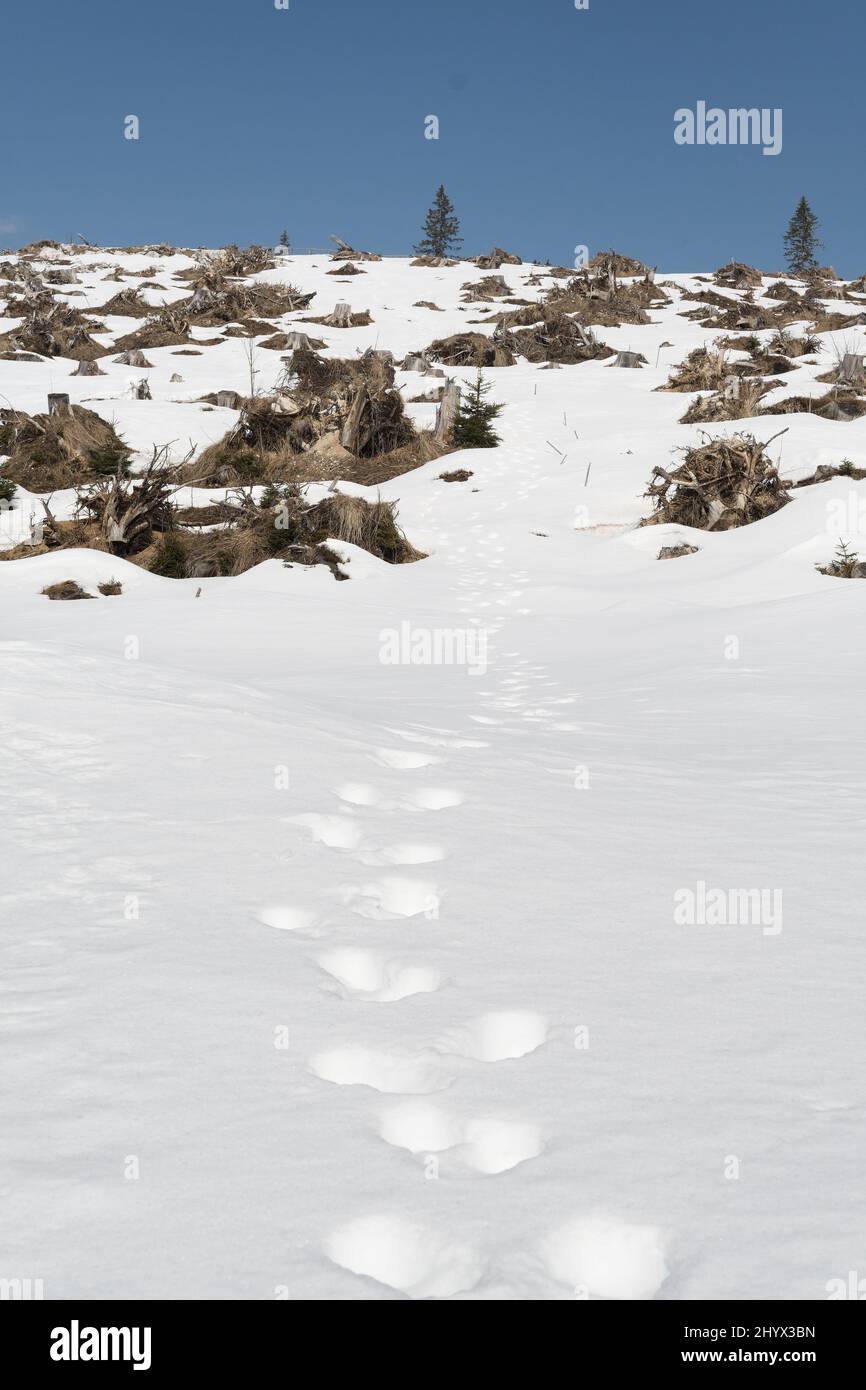 Animal footprints in snow, clear cut forest area in background. Environment, forestry, climate and ecology concepts Stock Photo