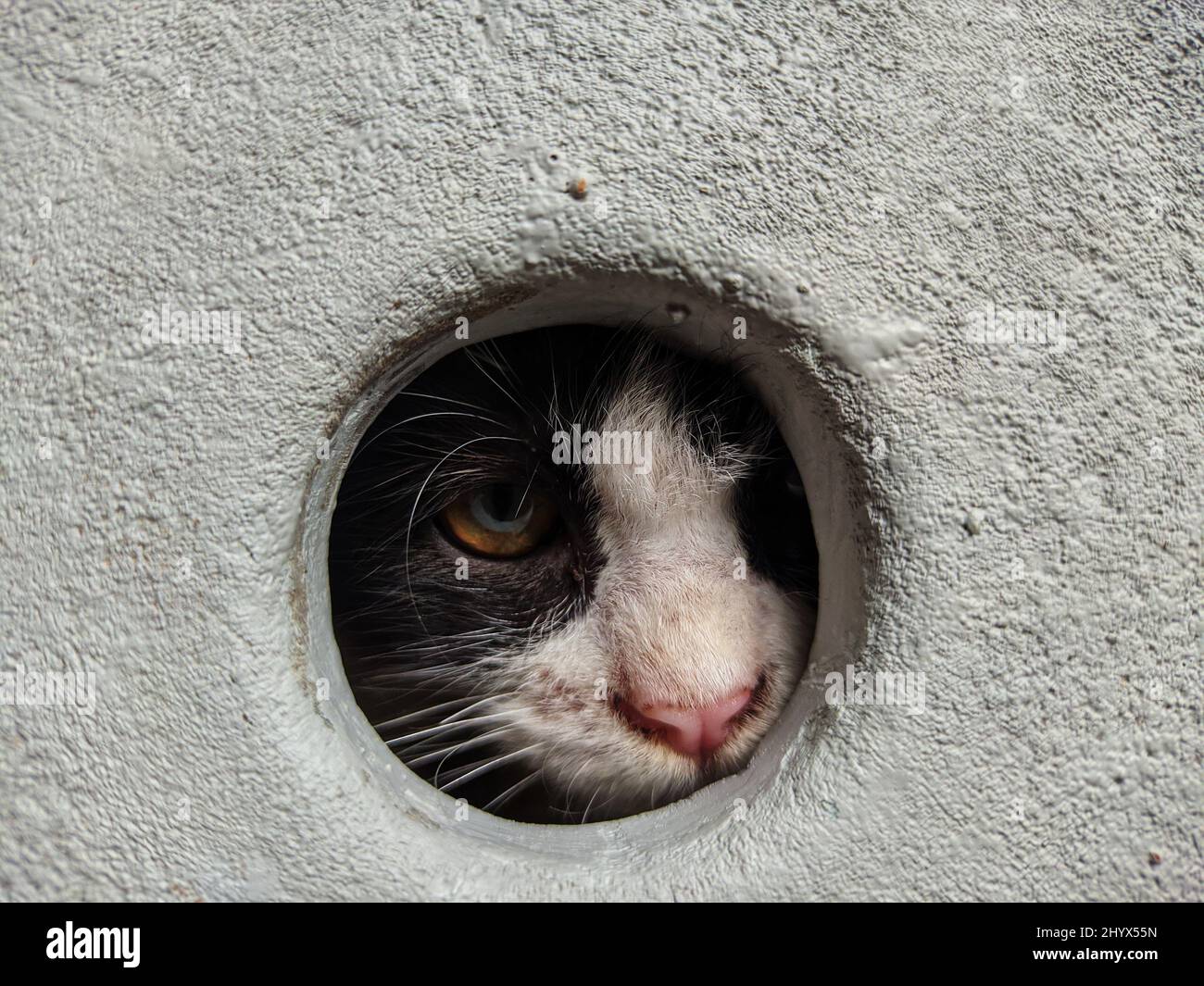Pet cat hiding in the hole Stock Photo Alamy