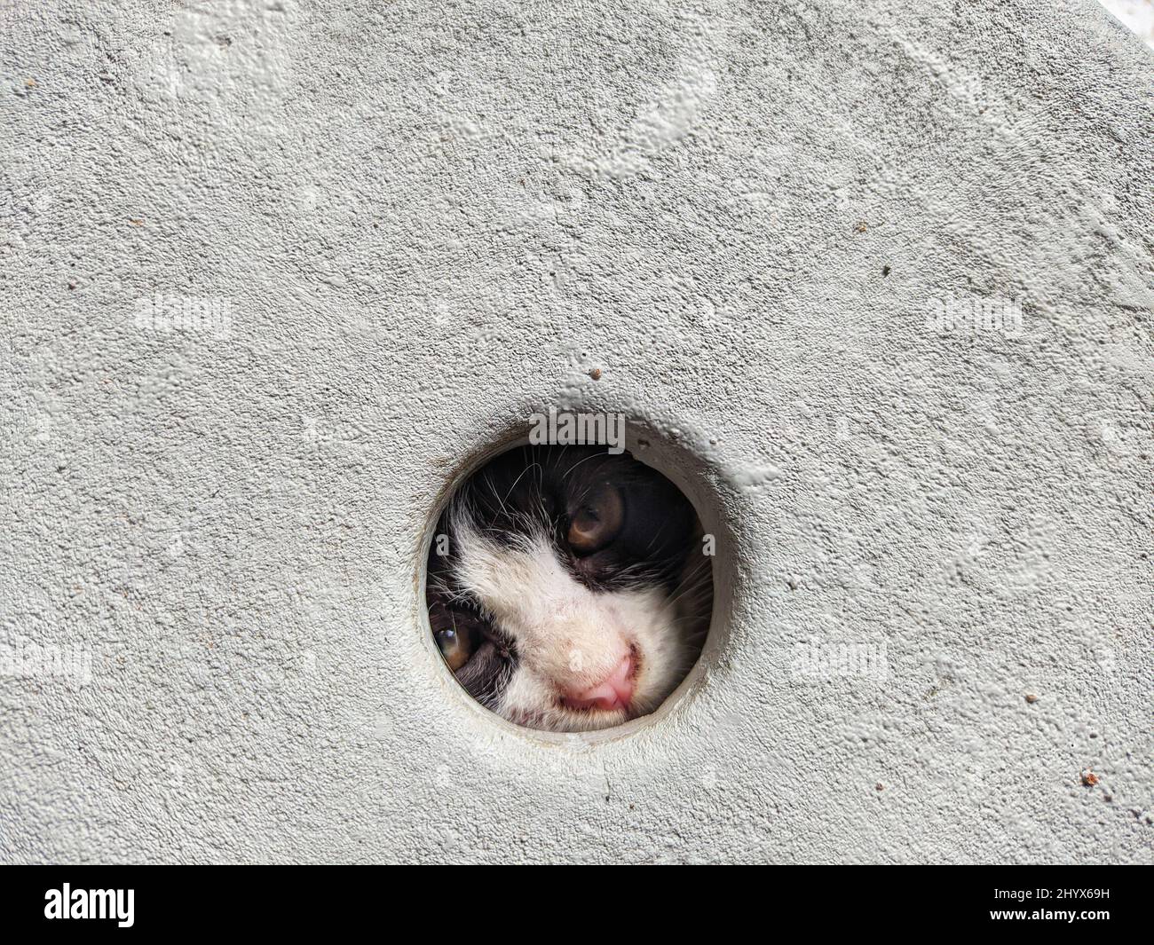 Pet cat hiding in the hole Stock Photo Alamy