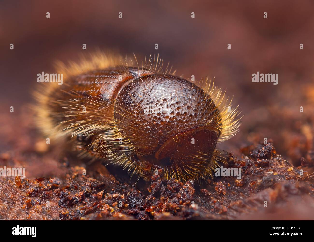 The European spruce bark beetle - Ips typographus Stock Photo