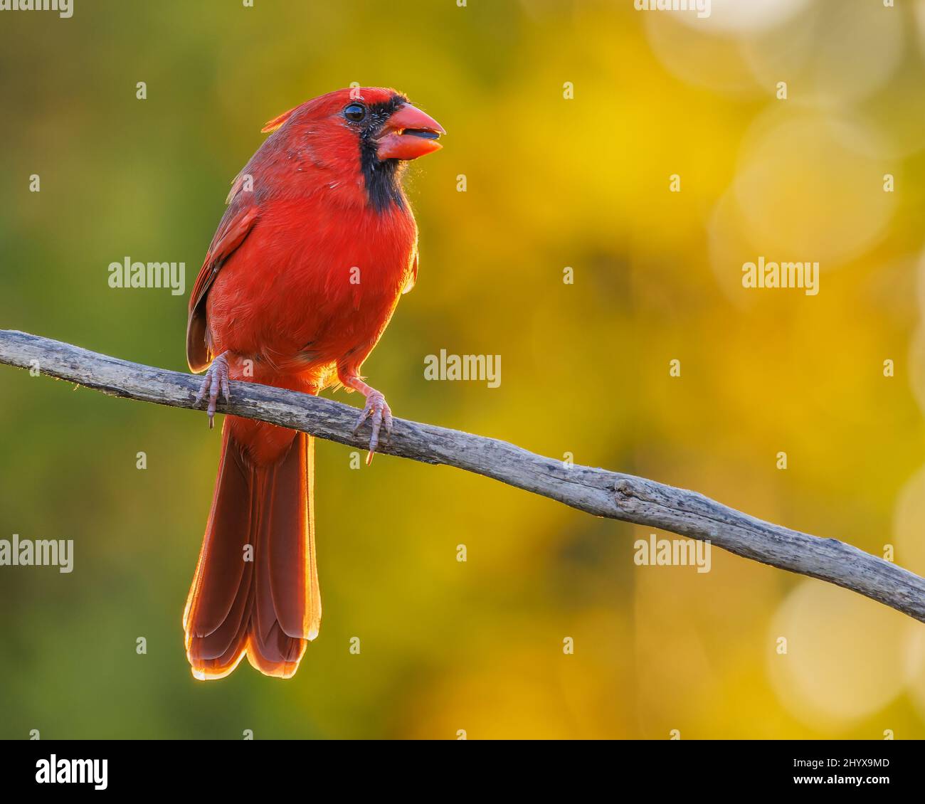 Closeup of the Northern Cardinal eating a sunflower seed Stock Photo