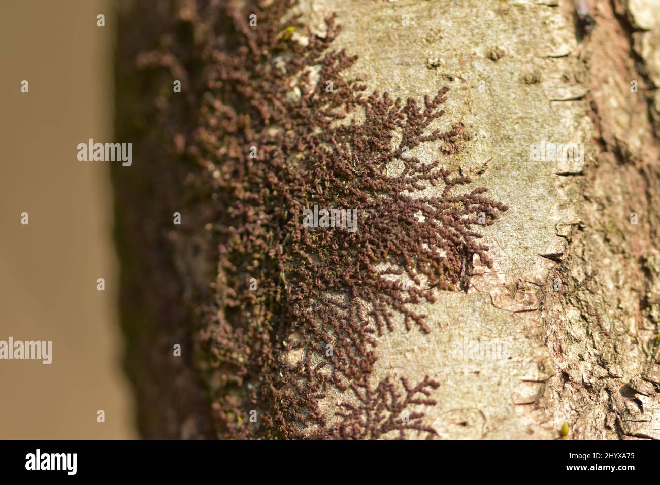 Dilated scalewort Frullania dilatata Stock Photo