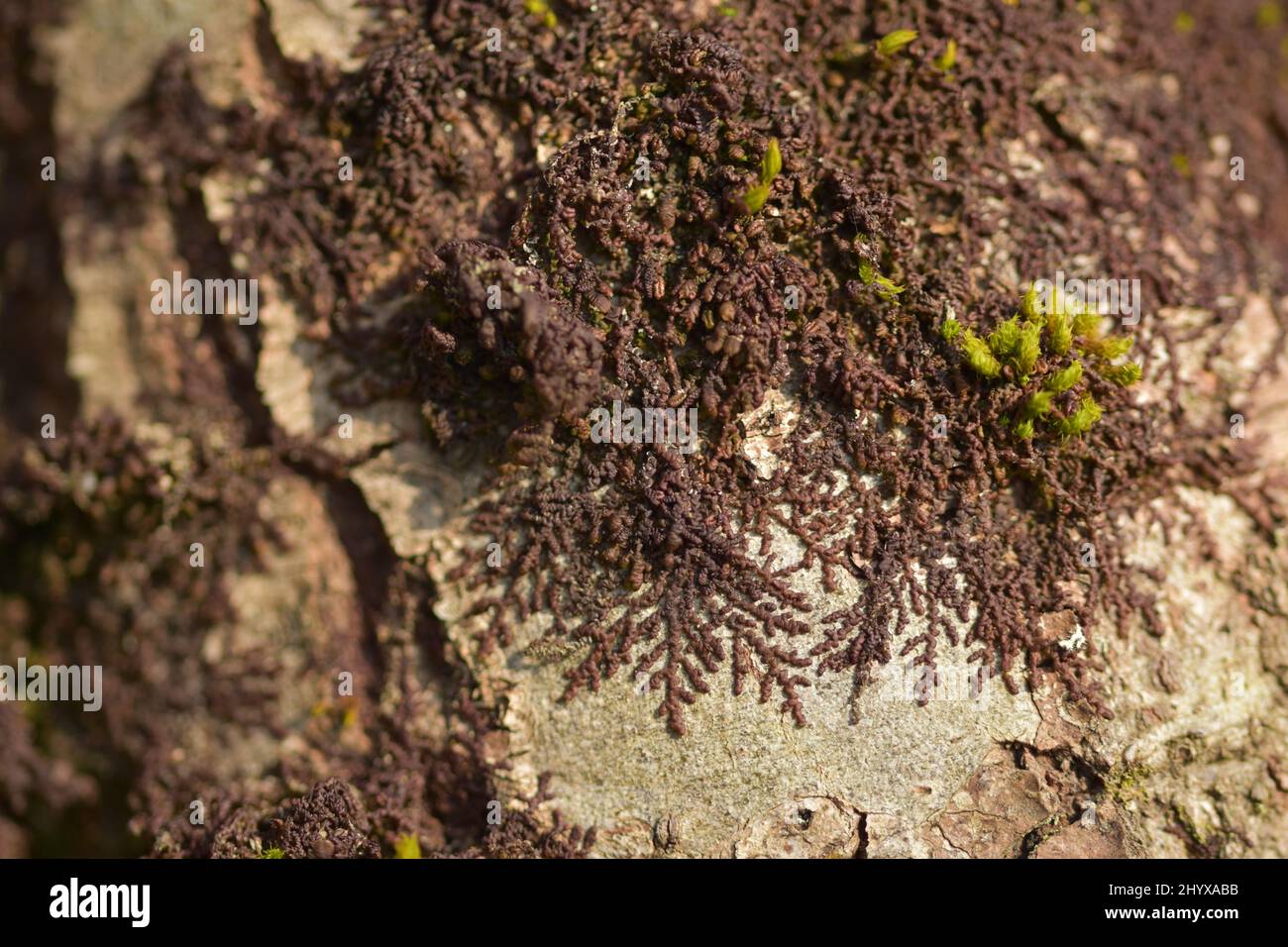 Dilated scalewort Frullania dilatata Stock Photo