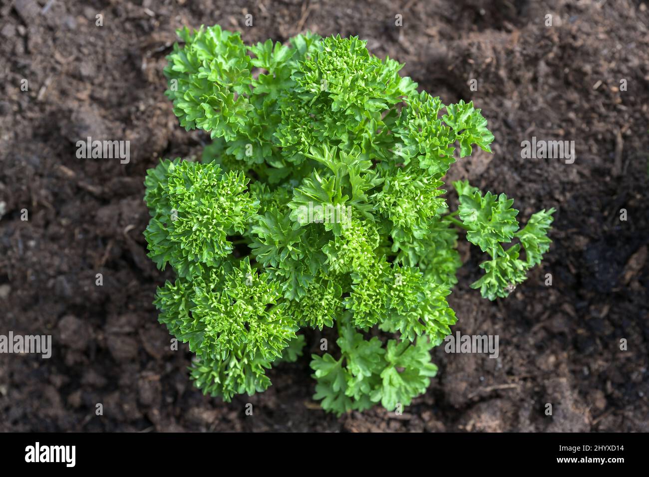 Single parsley plant in a herb bed with dark soil in the vegetable garden, high angel view from above selected focus, narrow depth of field Stock Photo