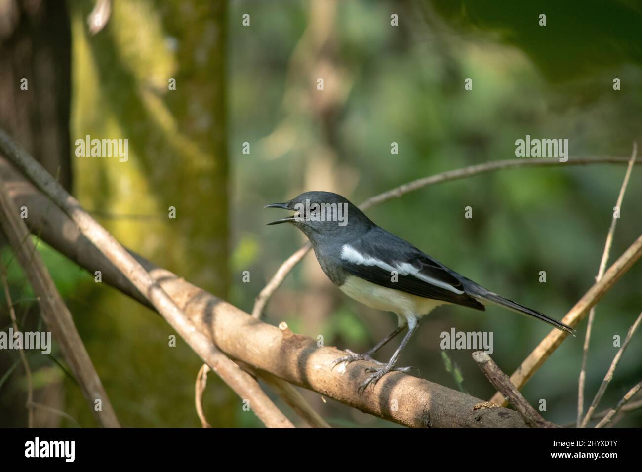 Oriental Magpie-Robin bird shouting. Dhobini chara Stock Photo