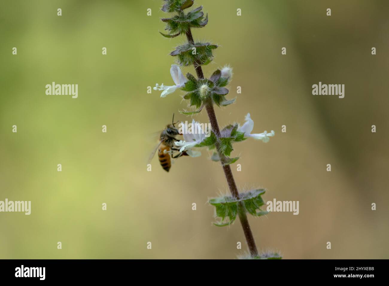 Honey bee enjoying nectar of chia seed plant. Stock Photo